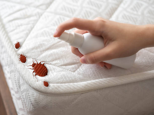 Best Pest Prevention Services  in Haviland, NY